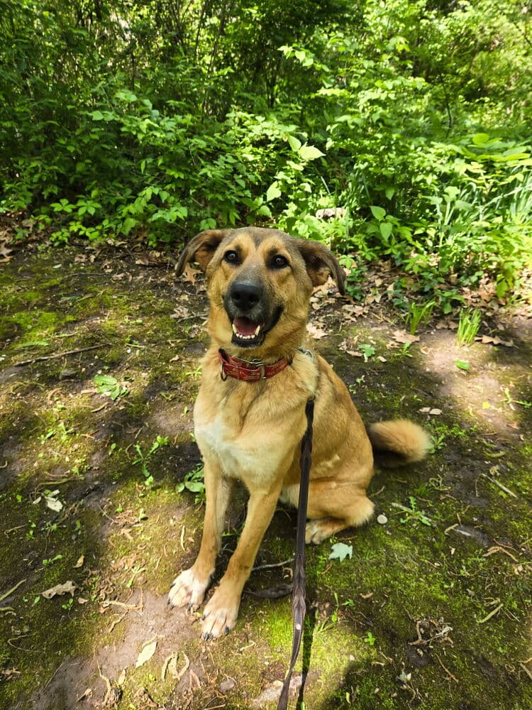 Tooger - Longest Canine Resident