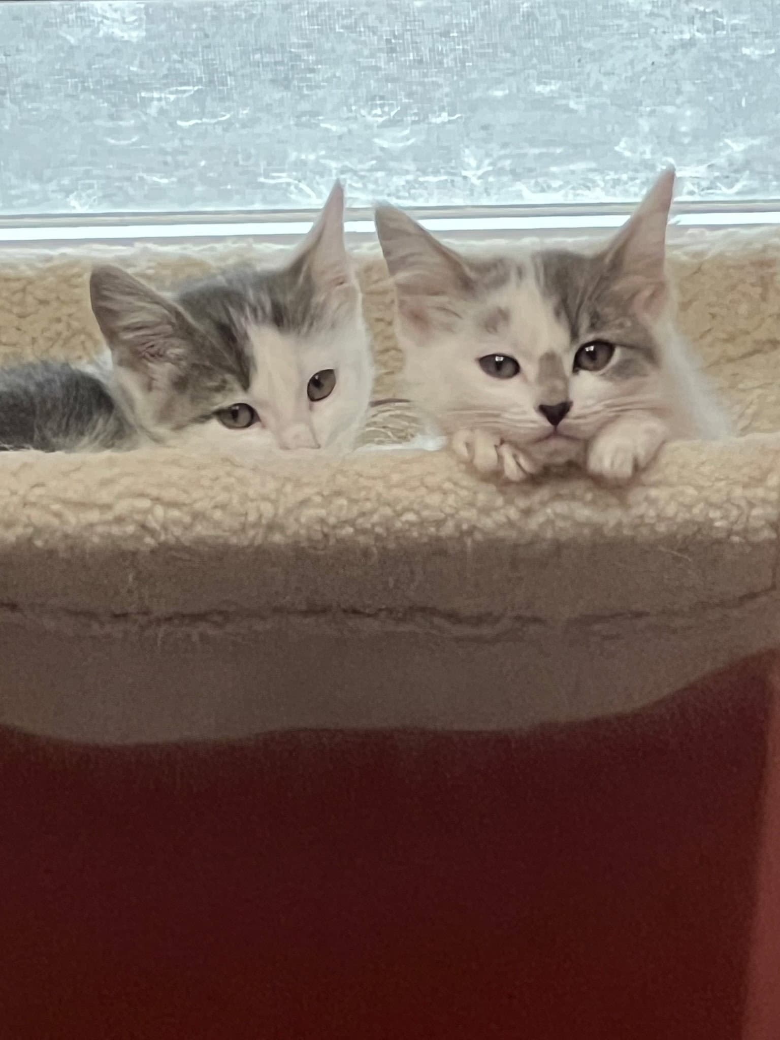 Kittens, kittens, kittens!