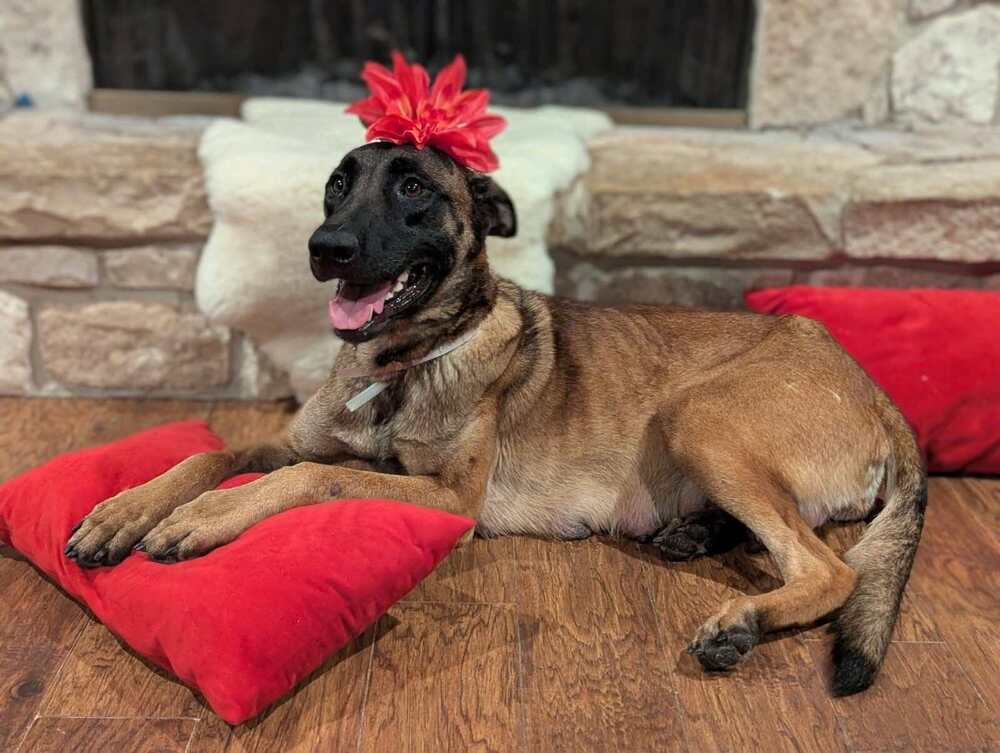 Stormy Skye - Located in OK