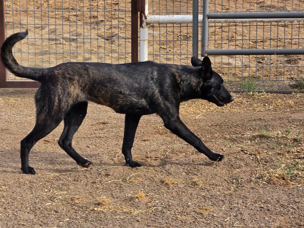 The River Pups- Mesquite in NM fka Romeo