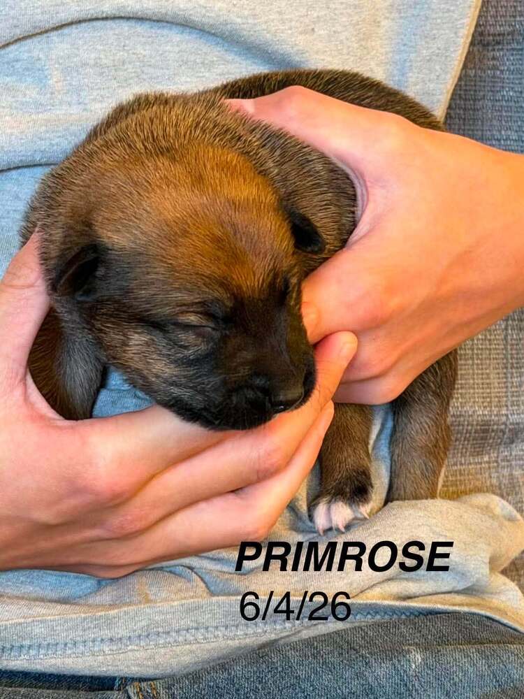 Flower Patch Litter Primrose - Located in TX