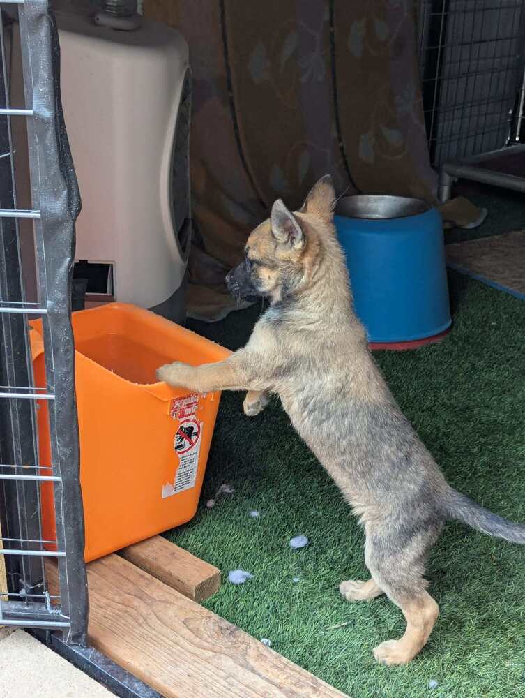 Drive Thru litter, Jimmy - located in UT