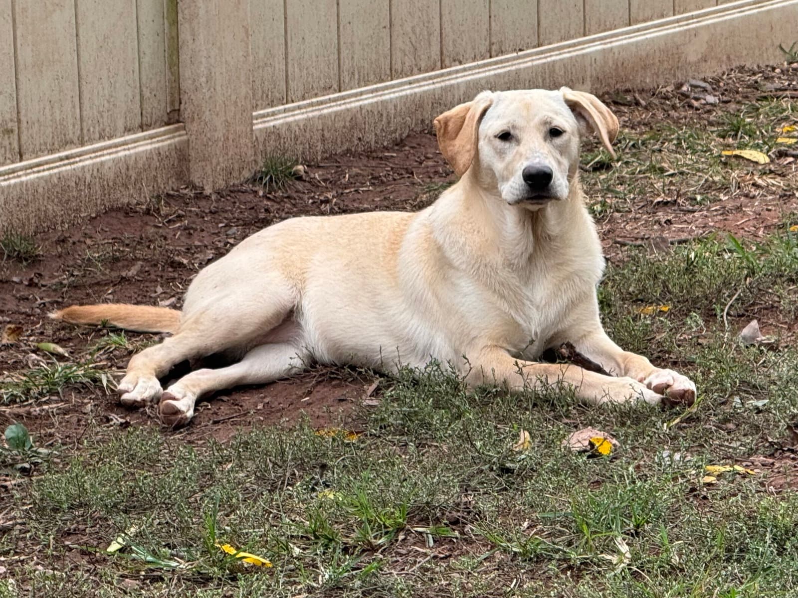 Nova
