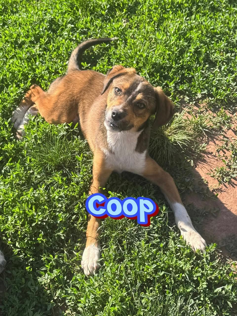 Coop
