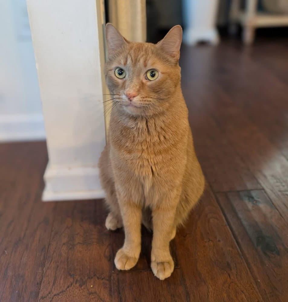 Cheeto