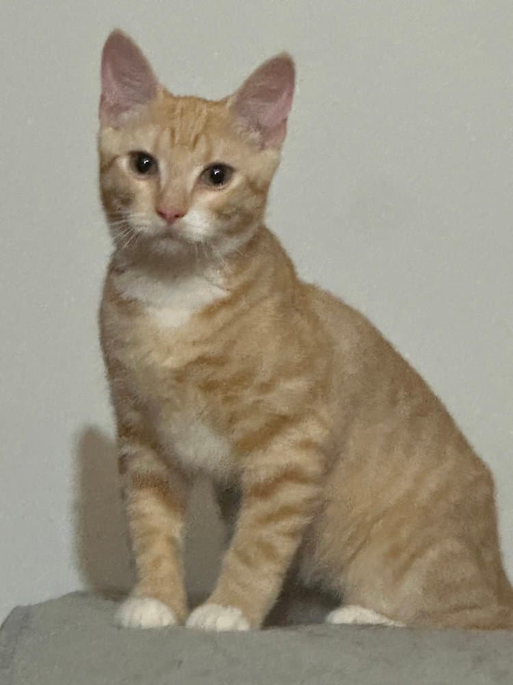Nemo