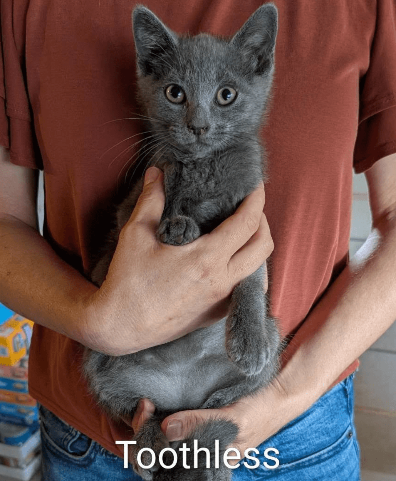 Toothless