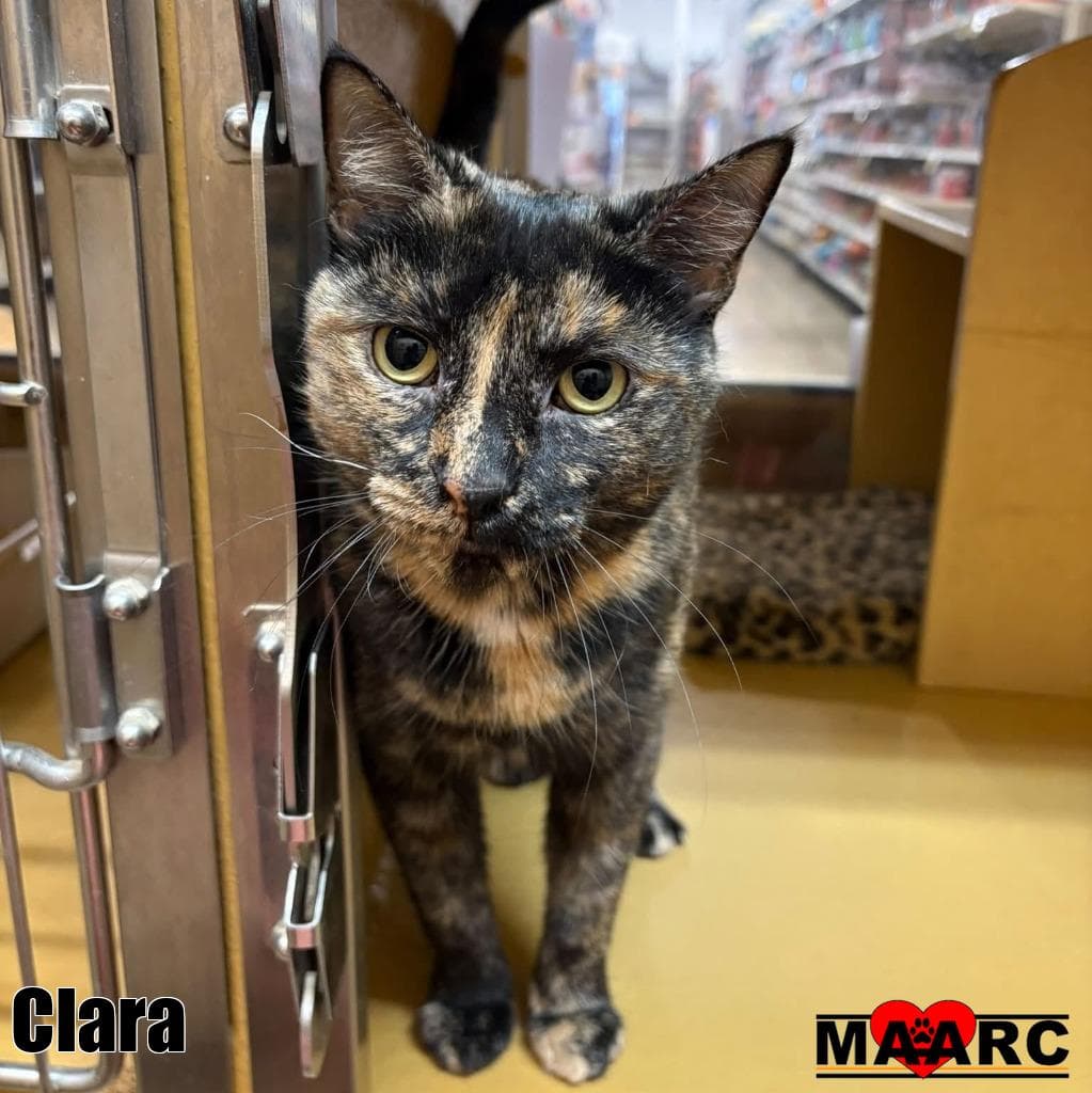 Clara