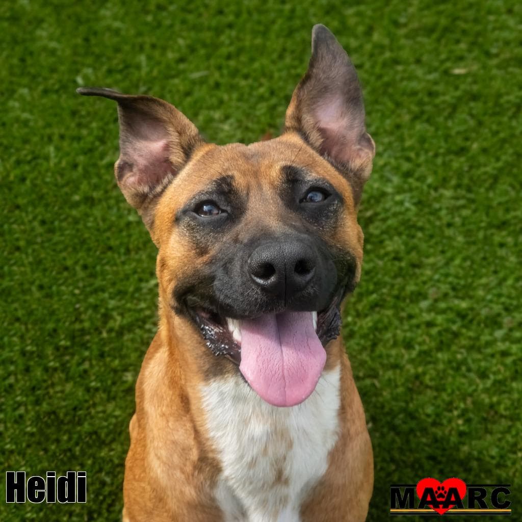 Heidi