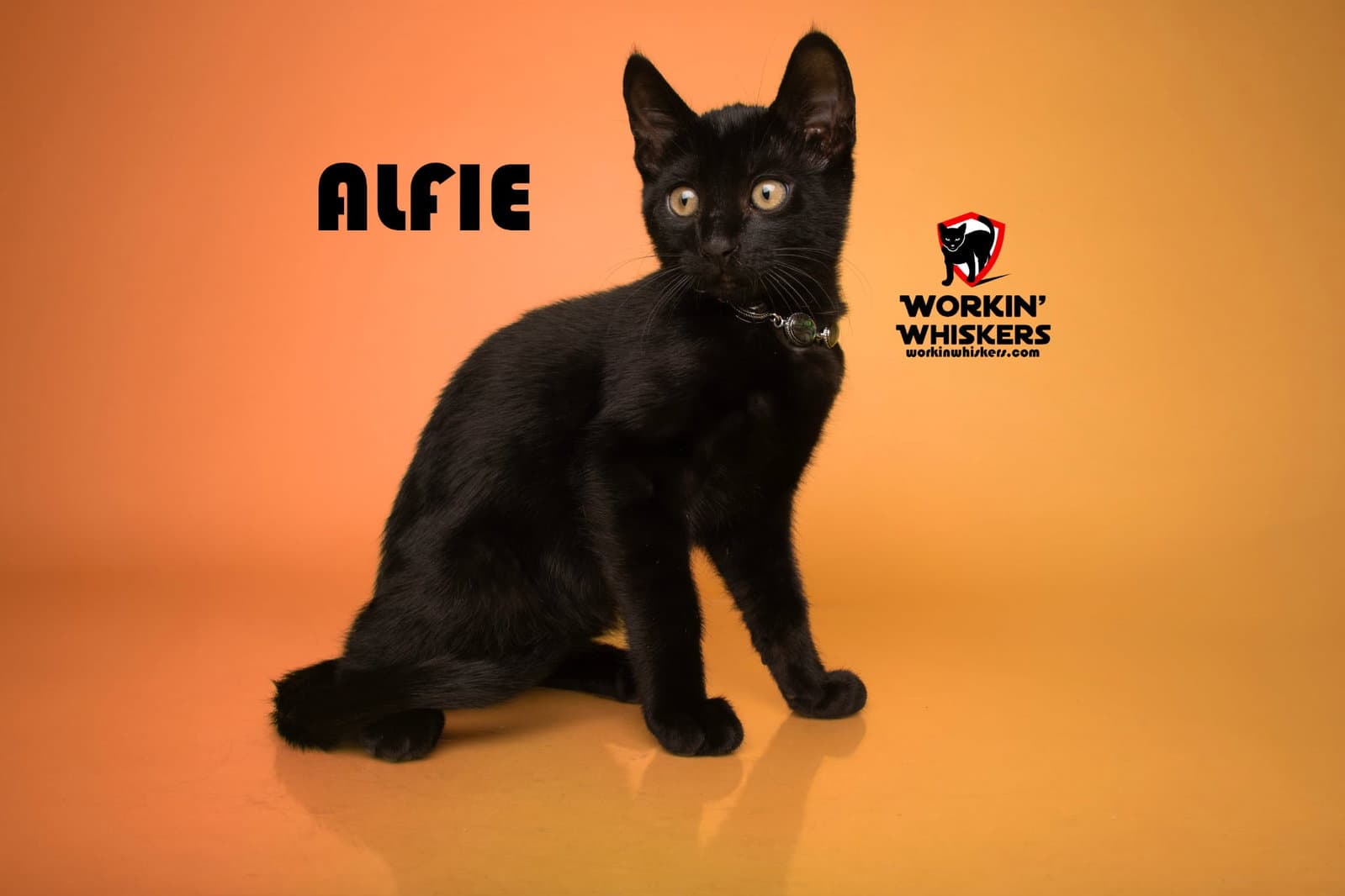 Alfie