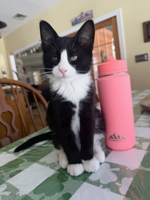 Madison's Tom KITTEN