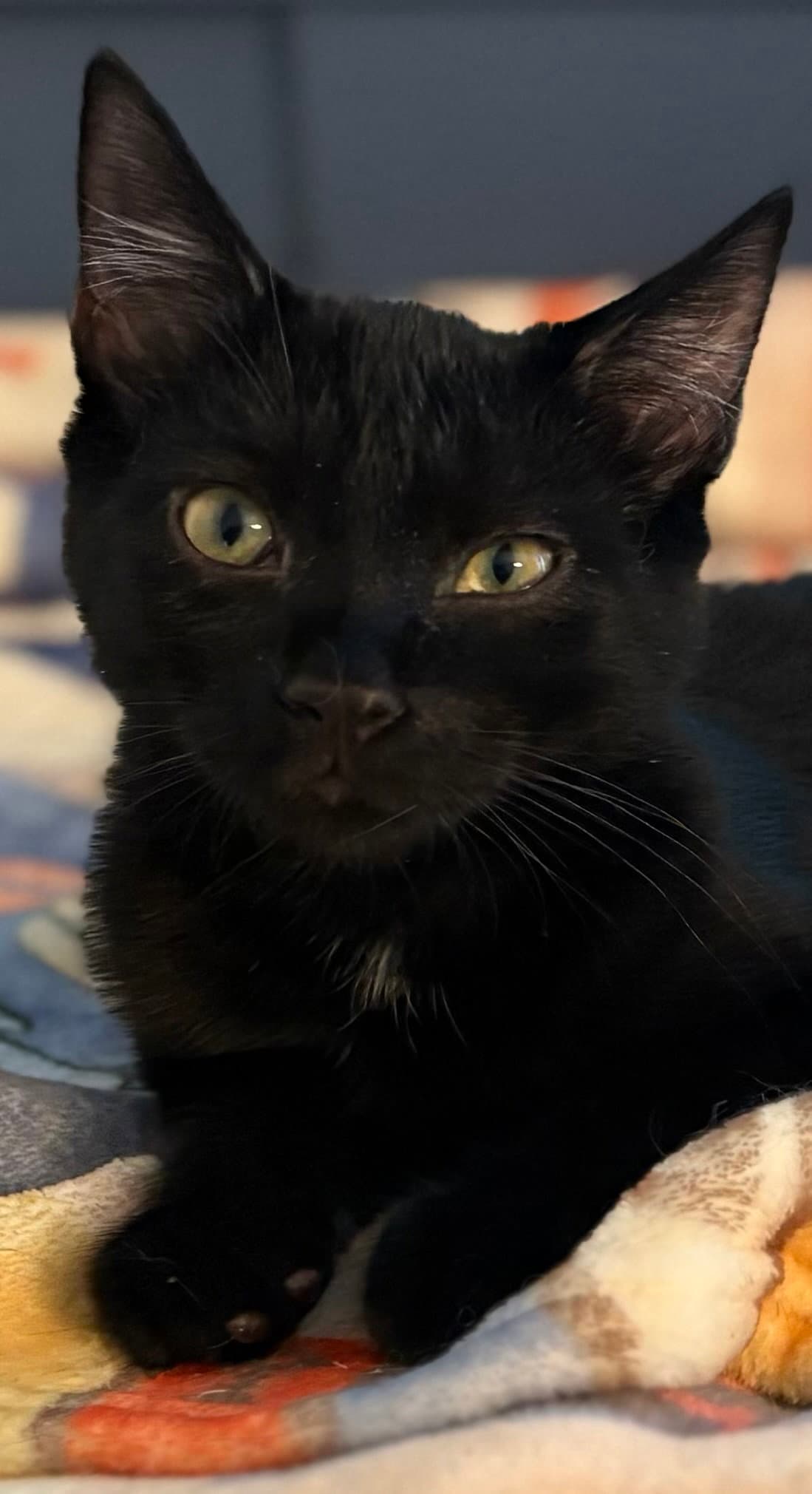 Raven KITTEN