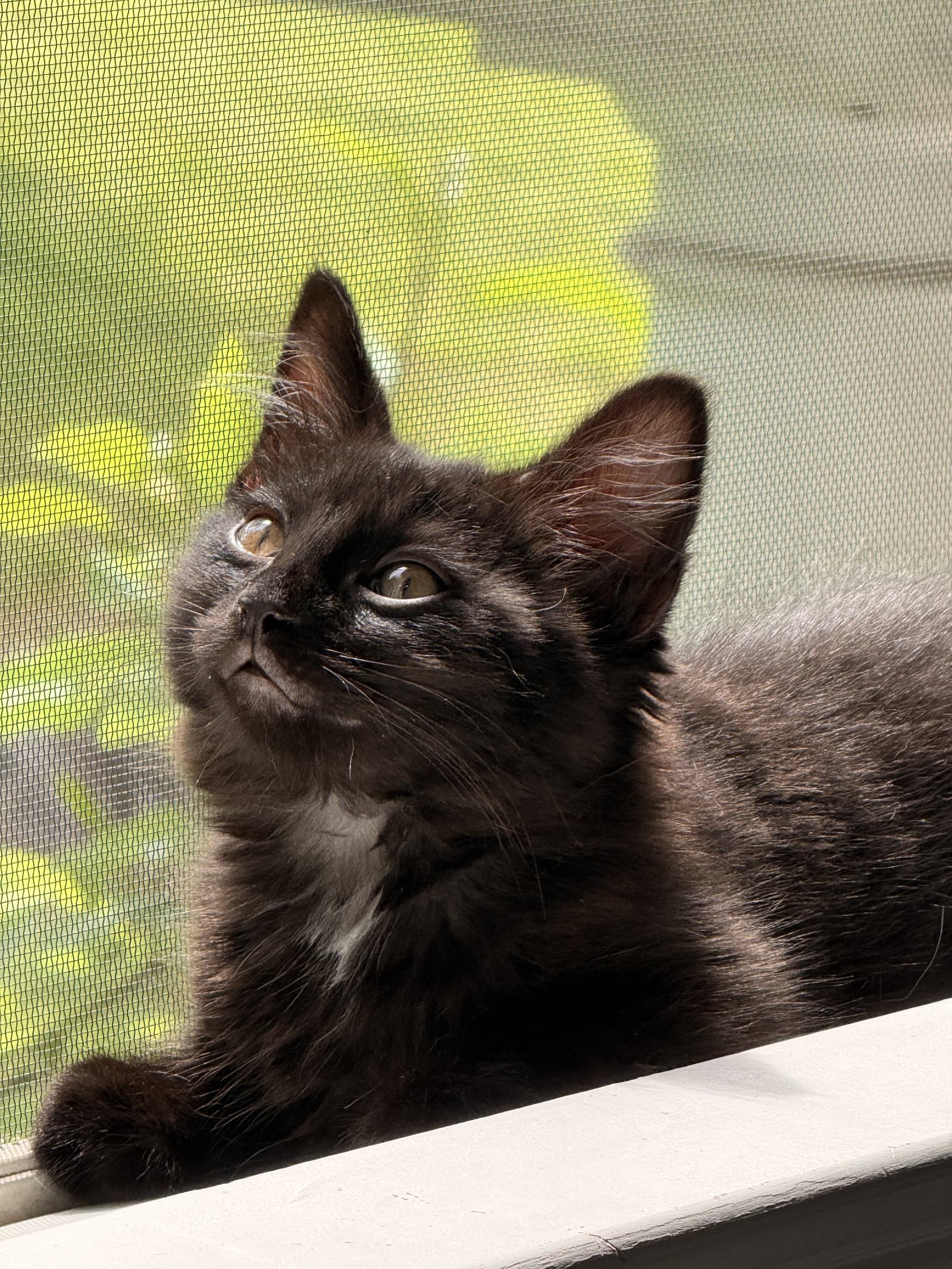 Skye's Jeremy KITTEN