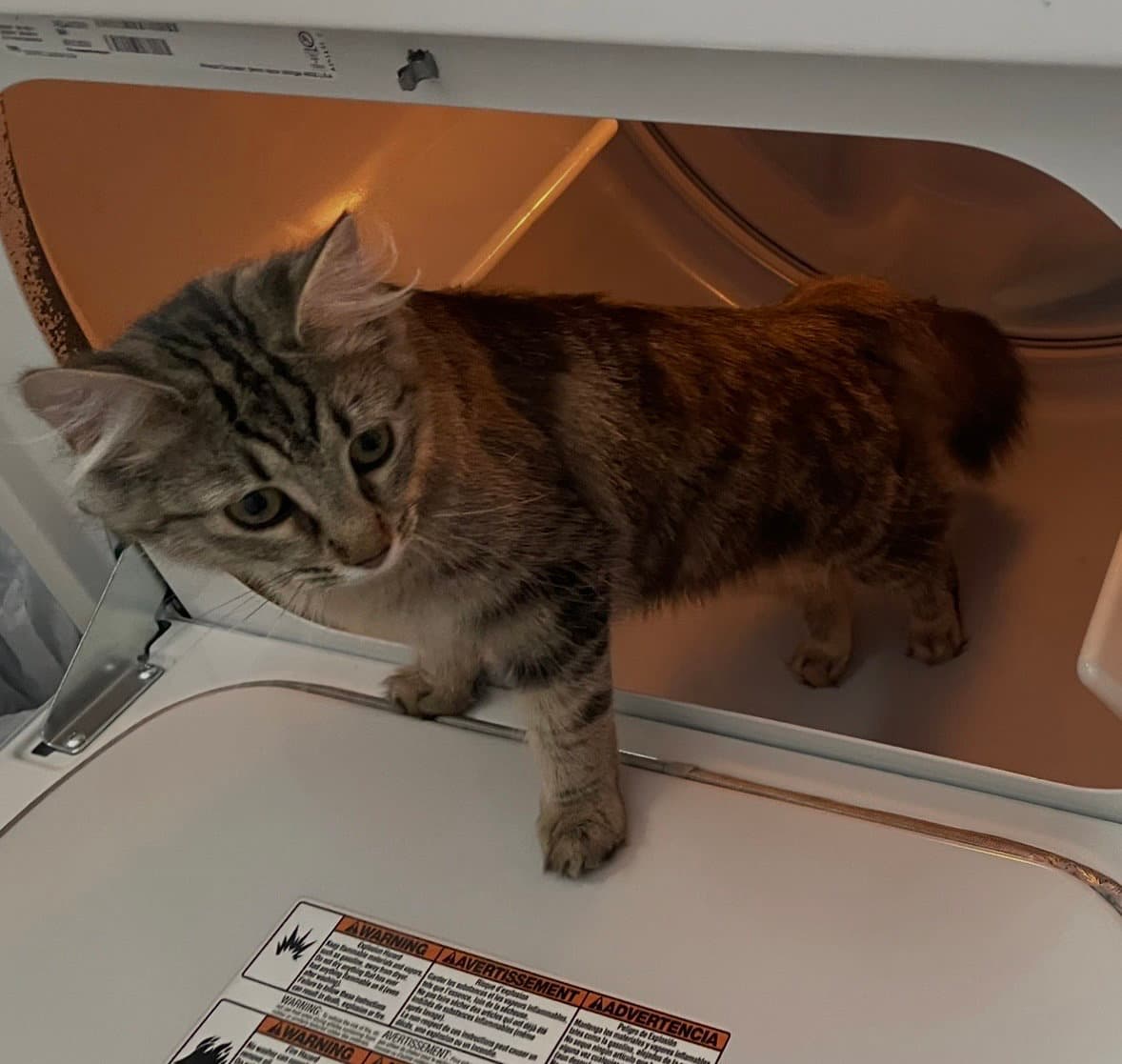 Bella KITTEN