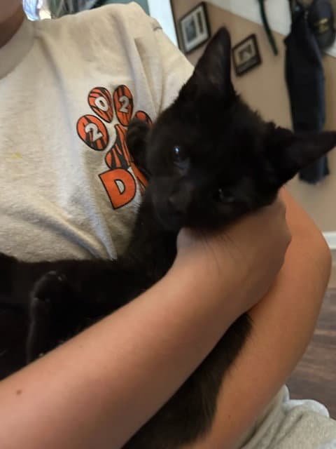 Twyla's Charlie KITTEN