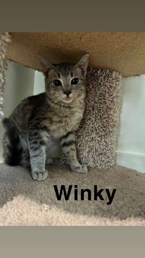 Winky