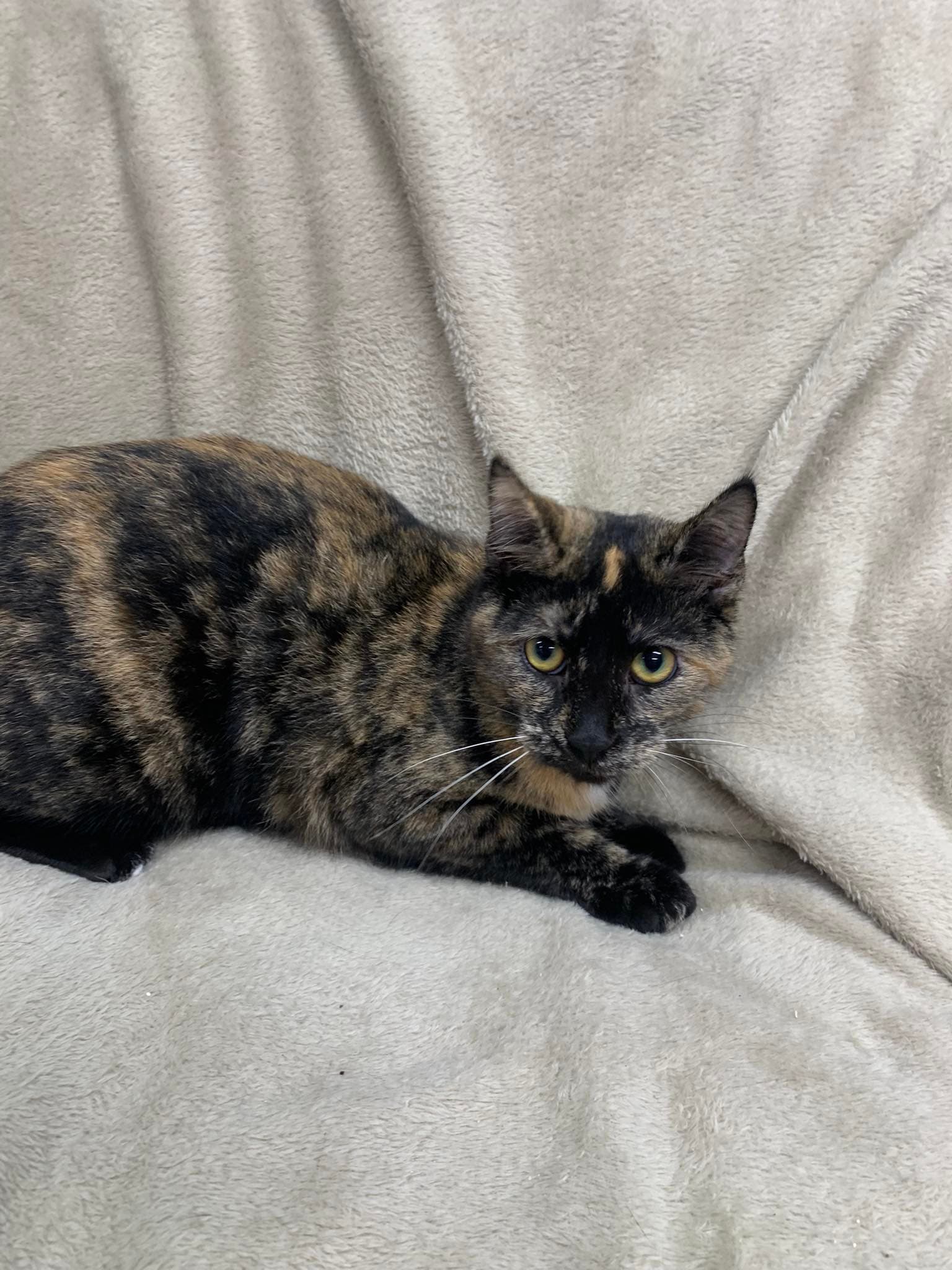 Peanut