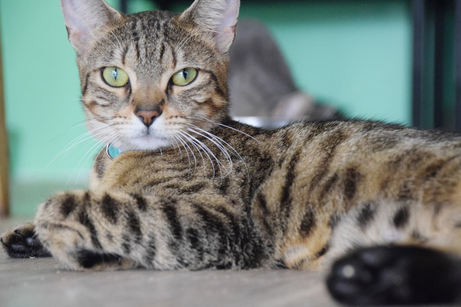 Cleo