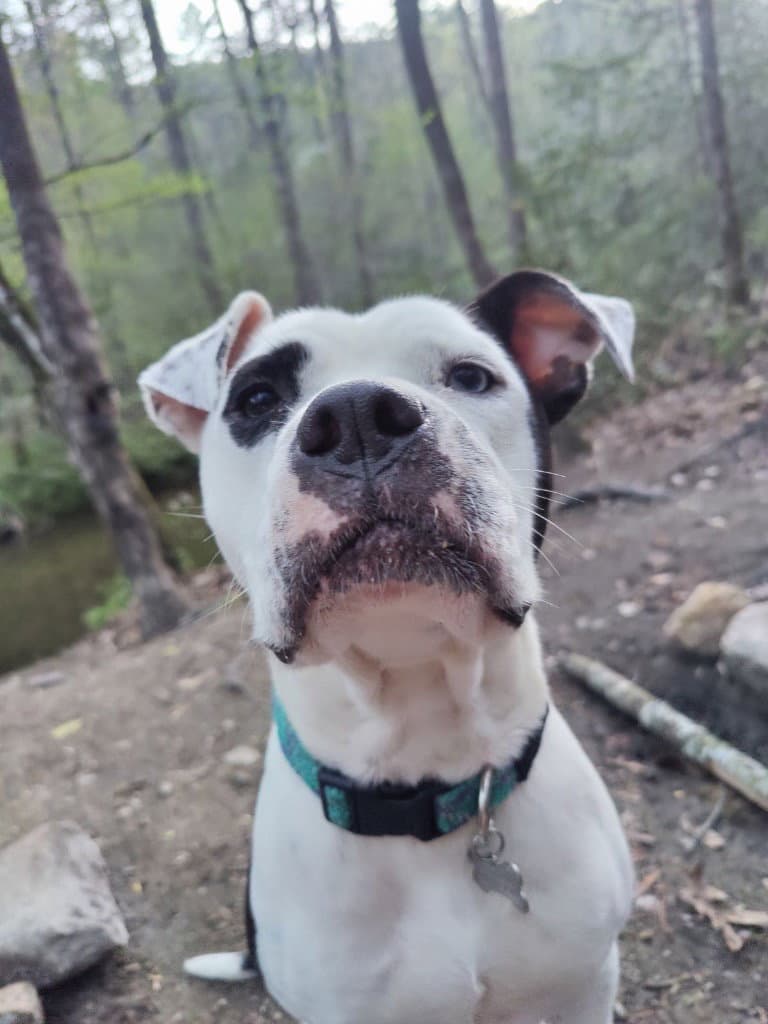 Olive (Courtesy Post)