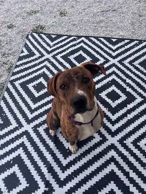 Rascal (Courtesy Post)