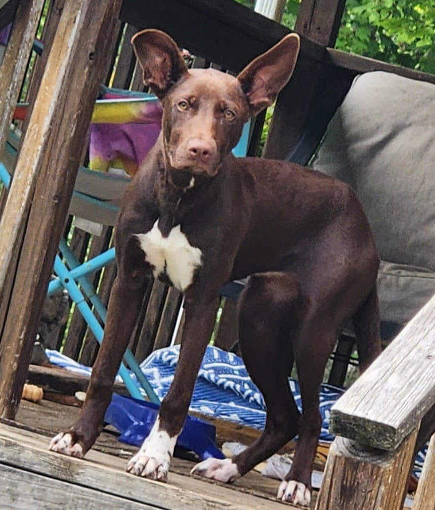Penny