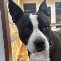 Roxie (Courtesy Post)