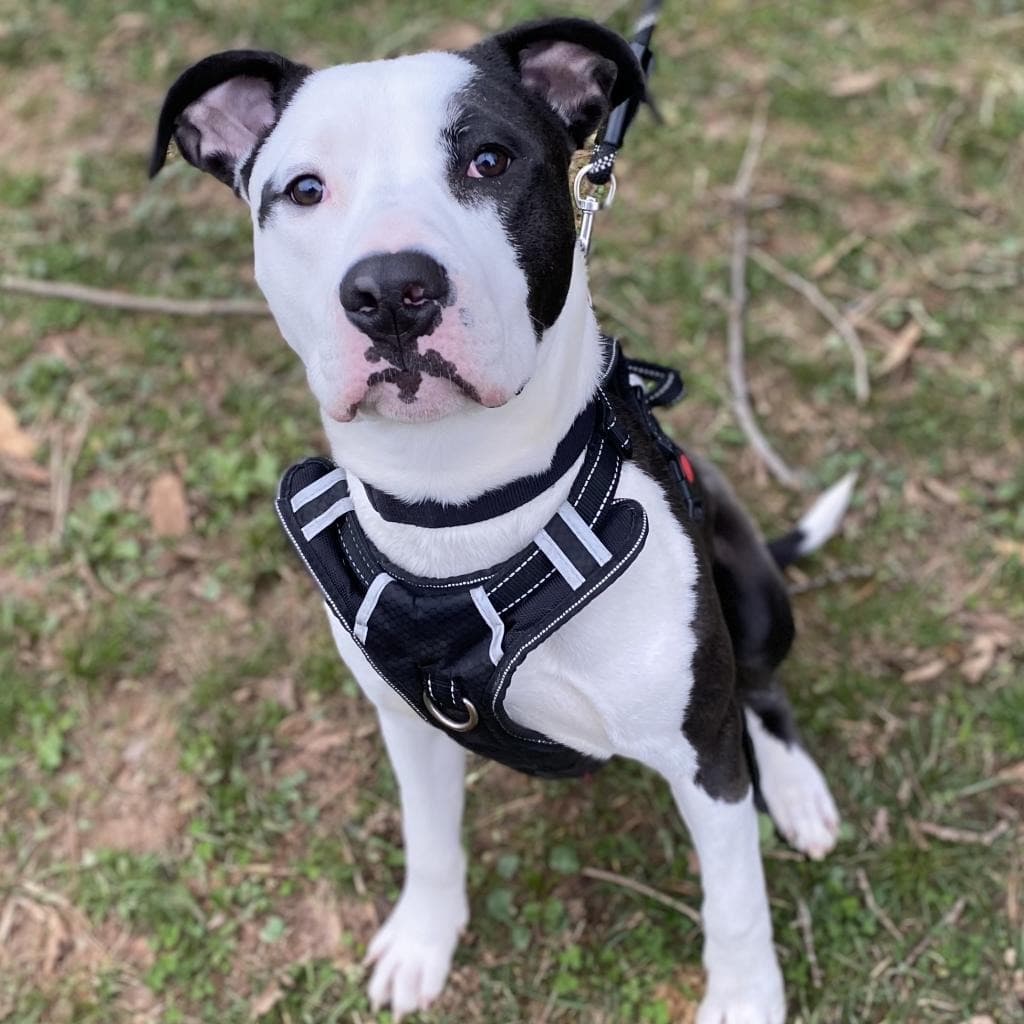 Pippin (Courtesy Post)