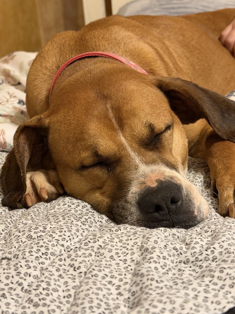 Nyla (Courtesy Post)