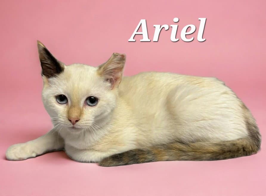 Ariel