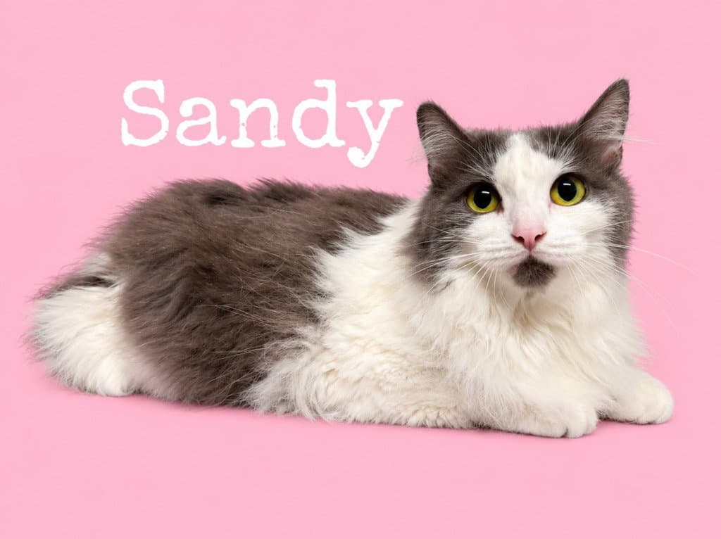 Sandy / Squidward
