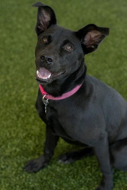Nova