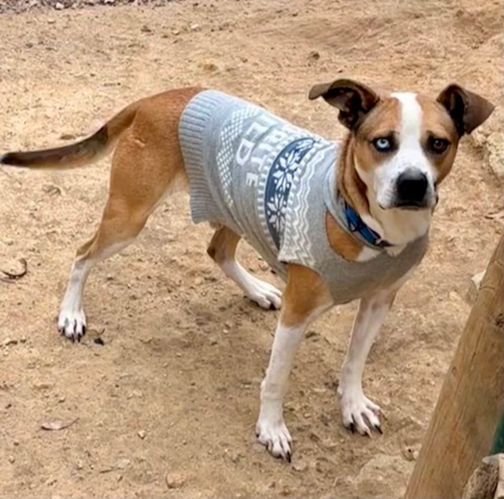 Zeus (from GA)