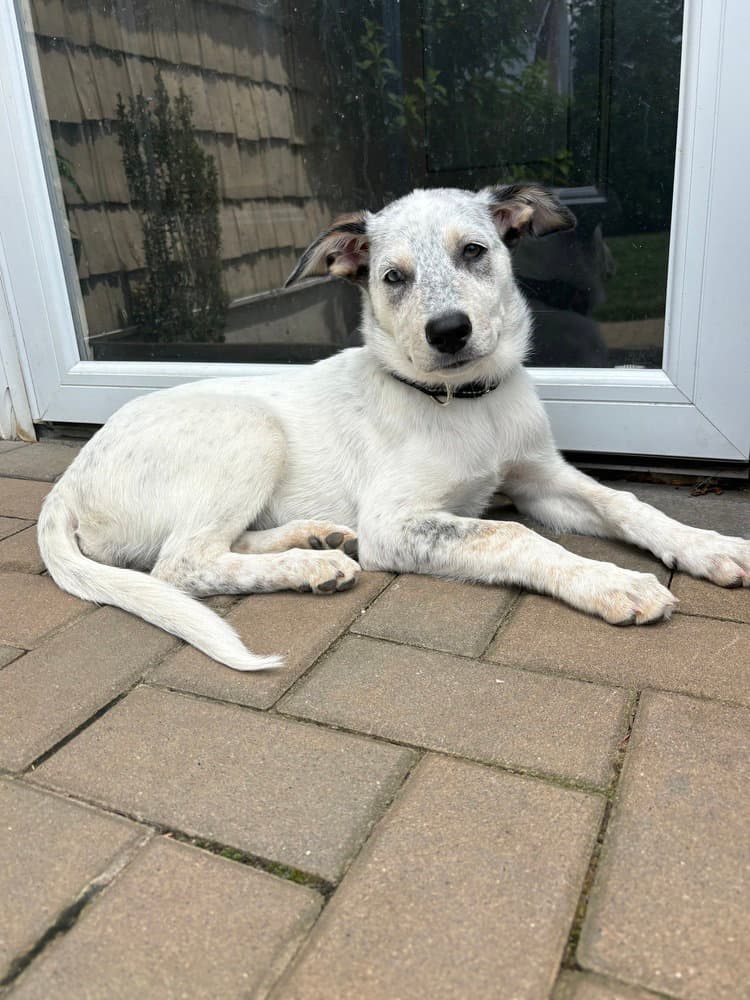 Diana (D Pups)