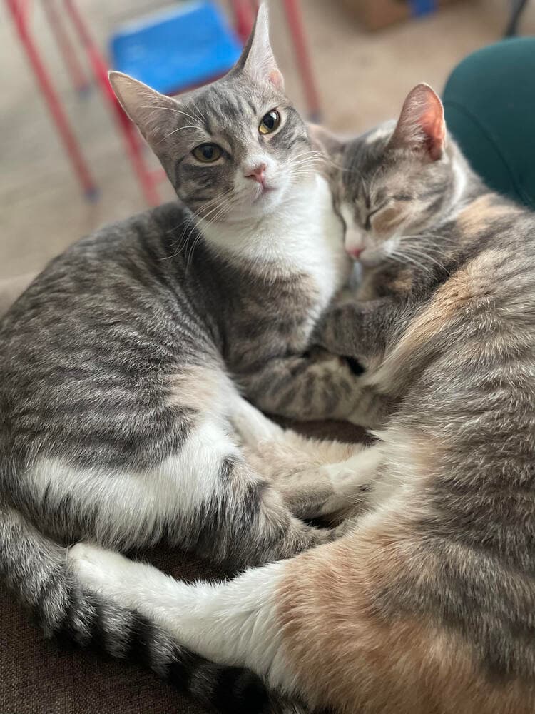 Mango (bonded with Kiwi)