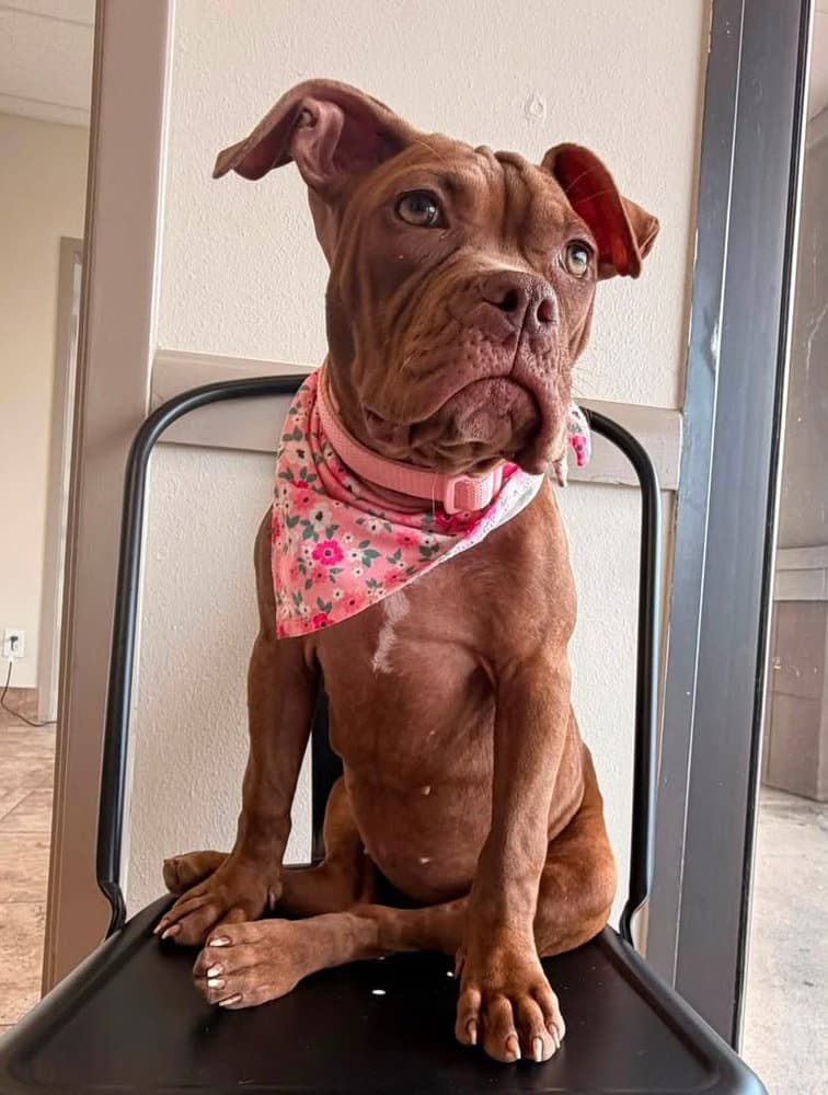 Penny the Perfect