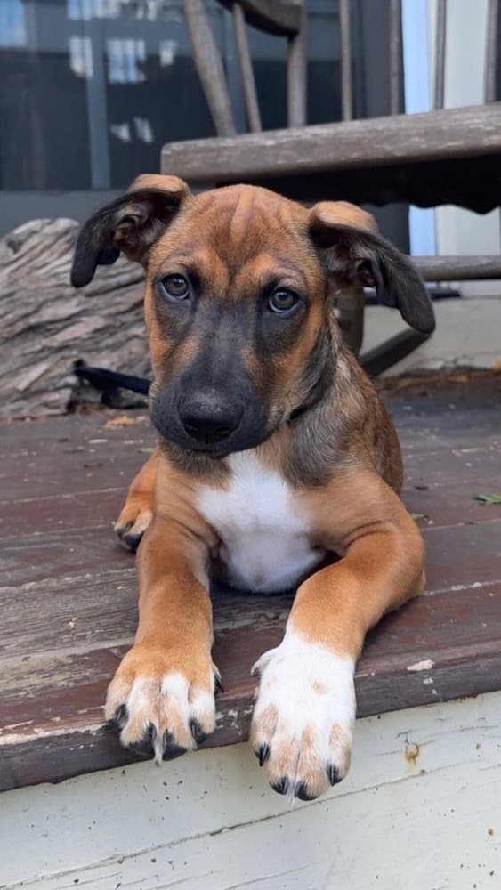 Bergamot (TN B Litter)