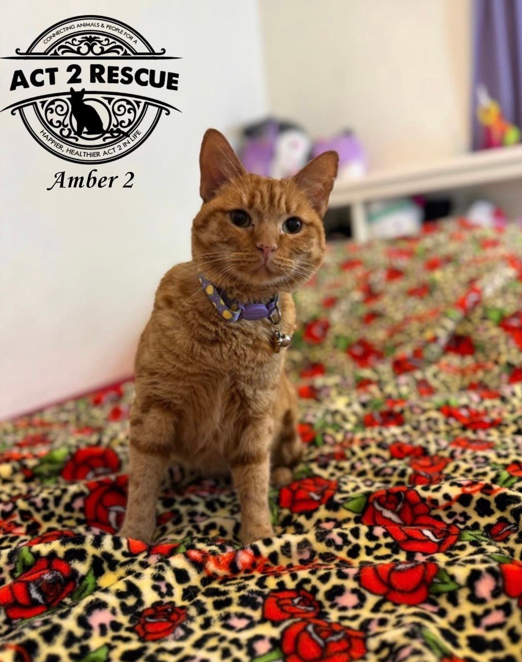 Amber 2