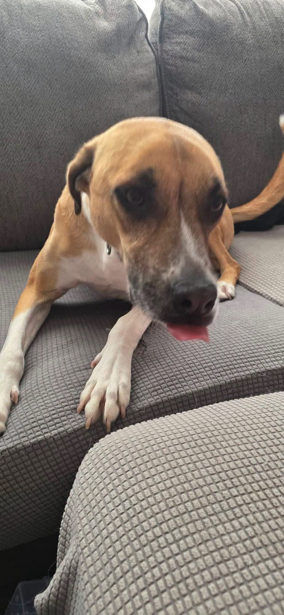 Daisy