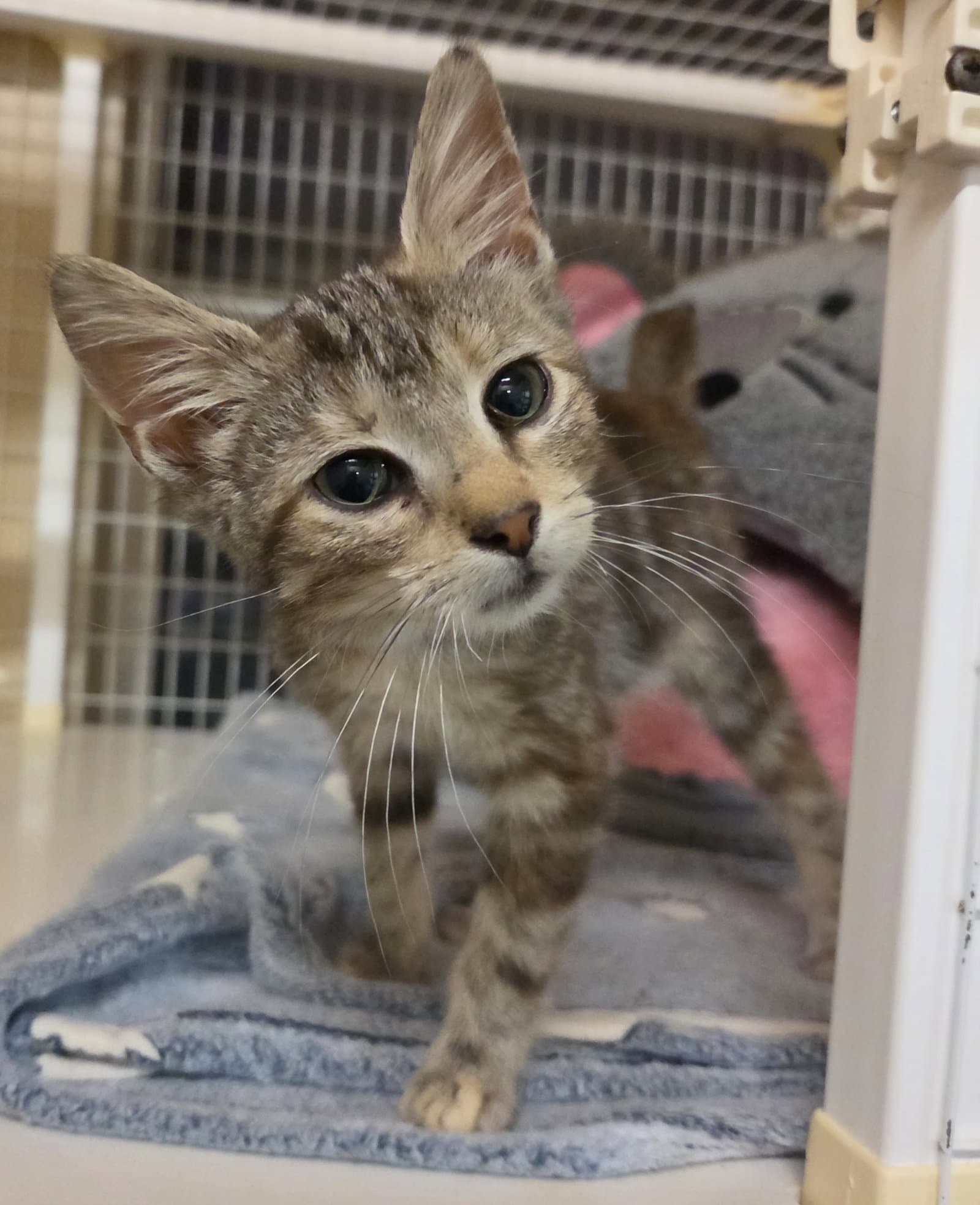 Reese Whiskerspoon (Available Date Appx Nov 20)