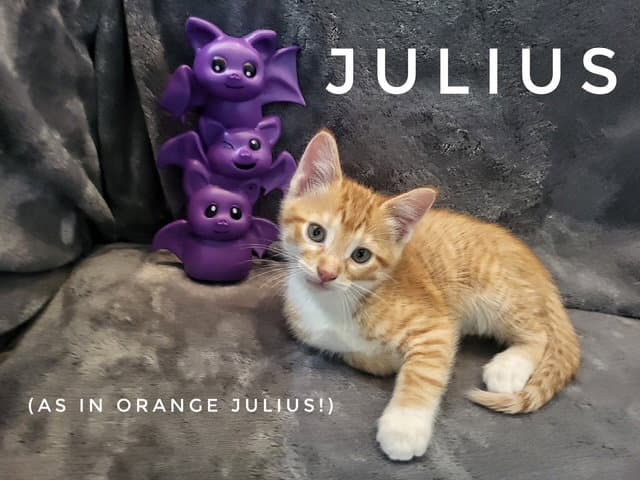 Julius