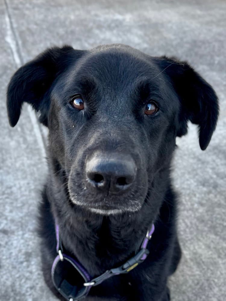 Roxie