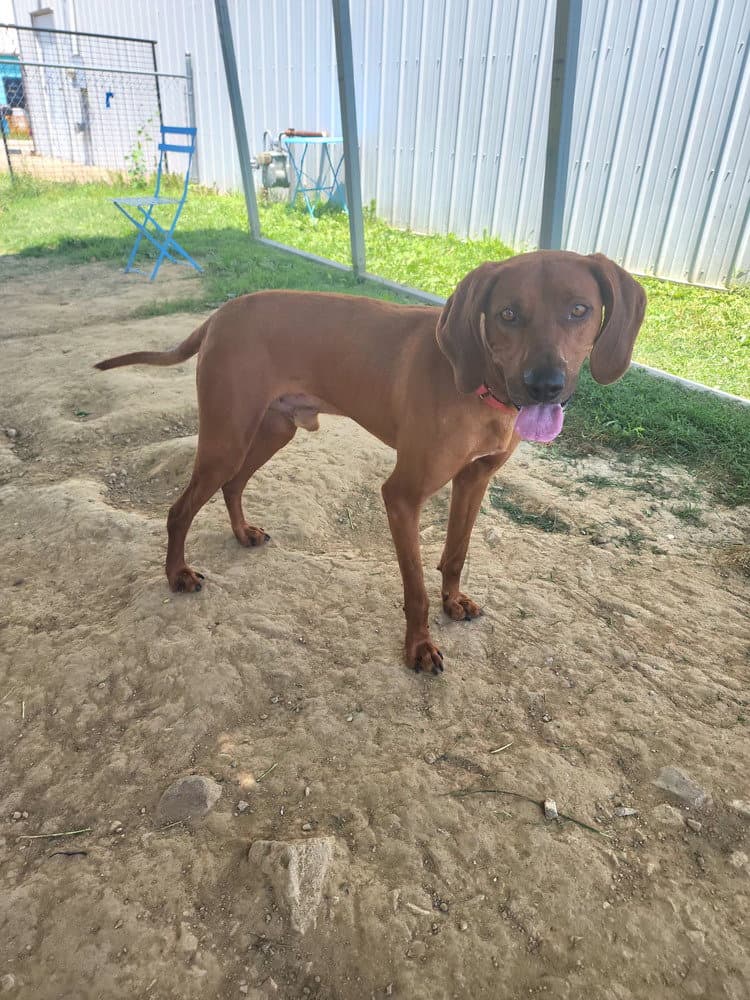 Tito