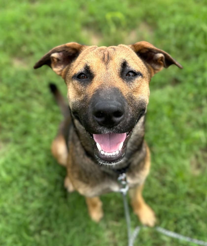 Thor (Avery)