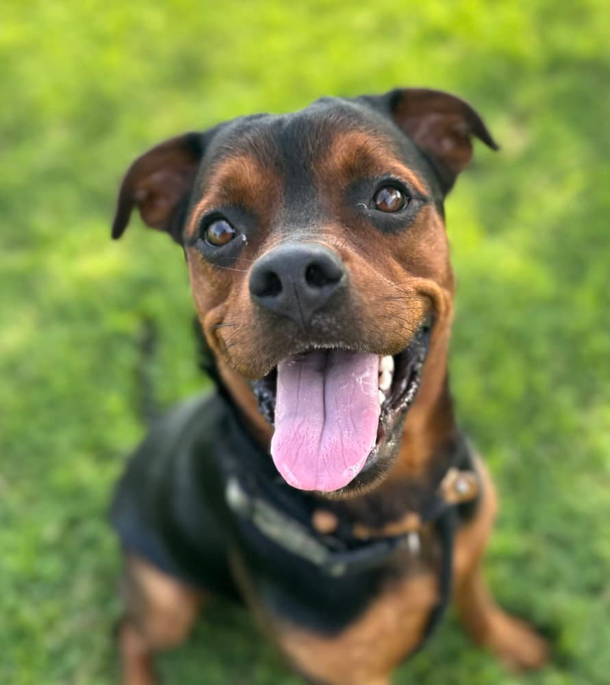 Halen