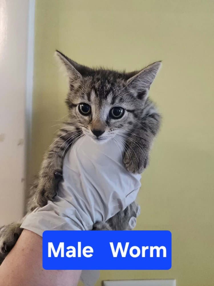Worm