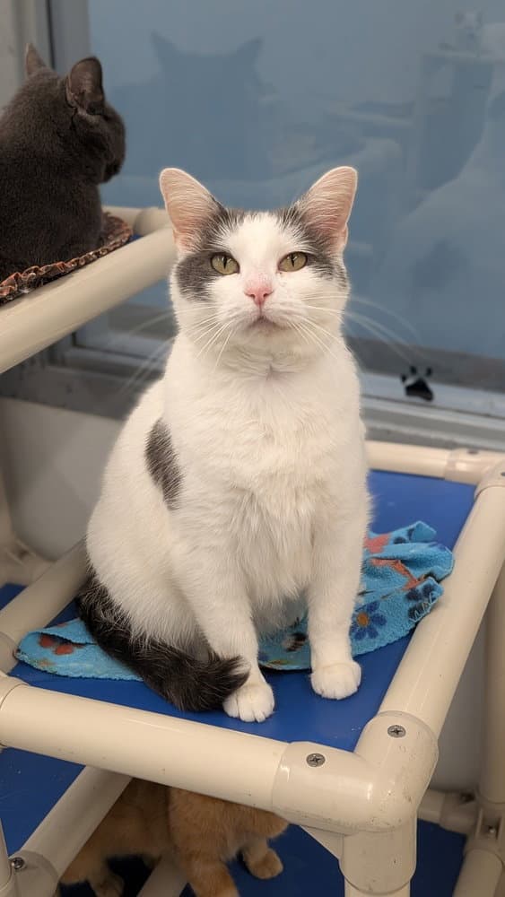 Suzie