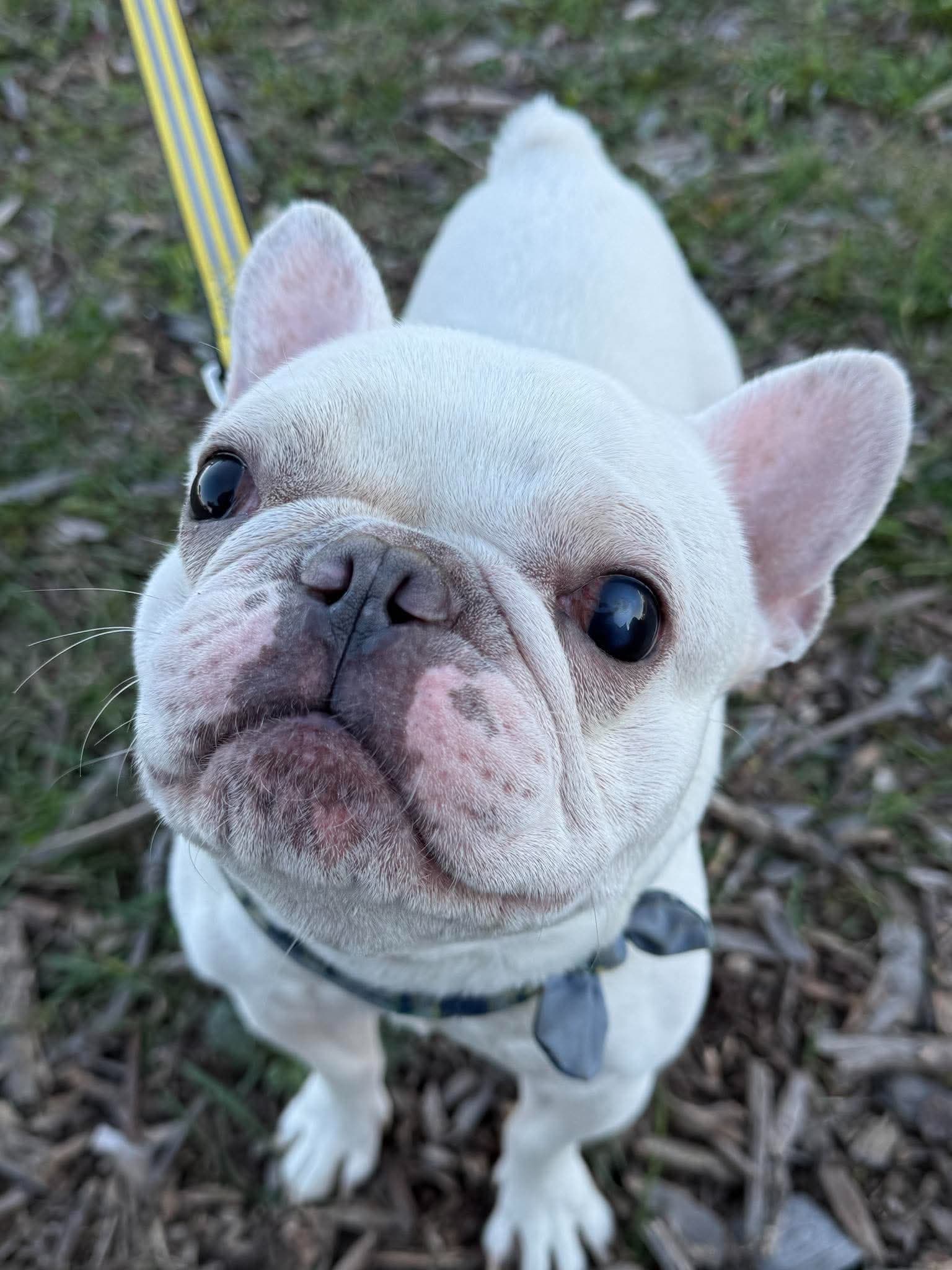 Romie