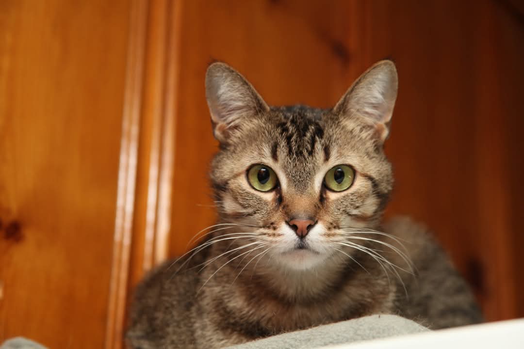 Apollo - Bonded with Zeus and Athena