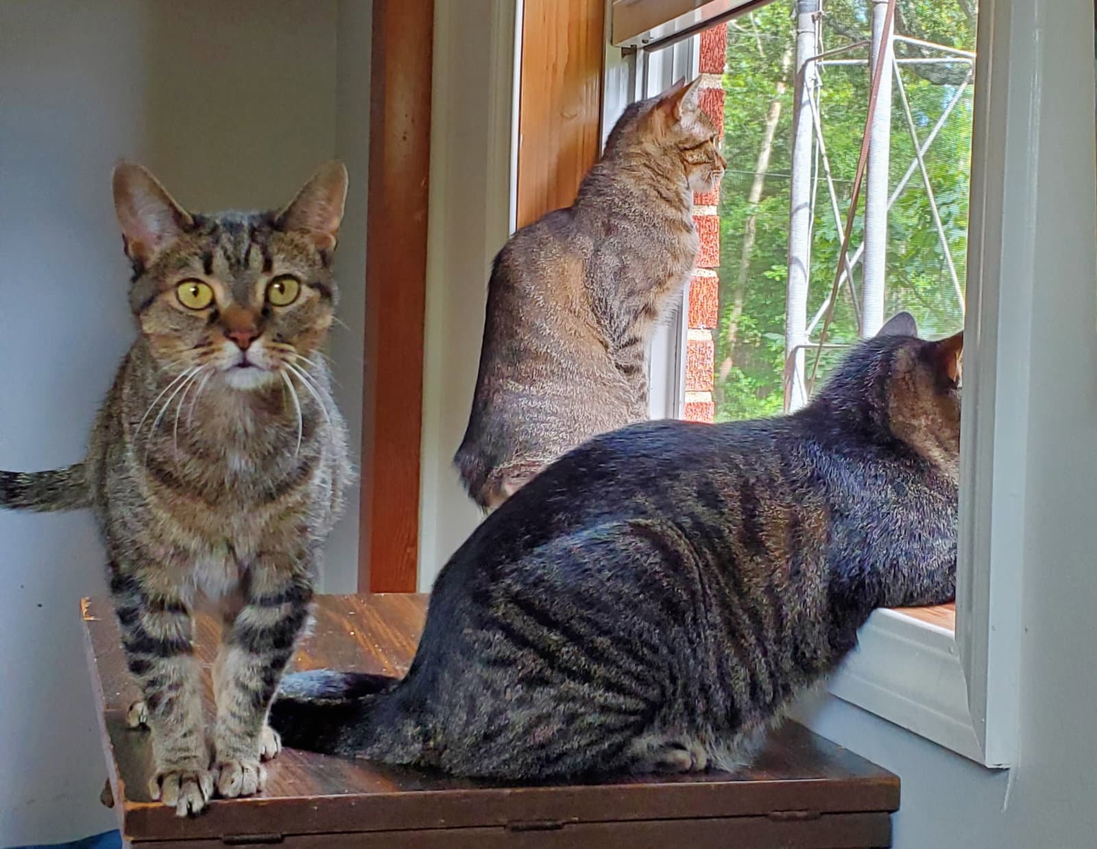 Athena - Bonded with Apollo and Zeus